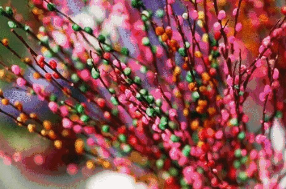 过年好看的年宵花,年宵花摆什么好看