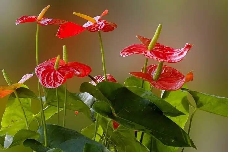 过年好看的年宵花,年宵花摆什么好看