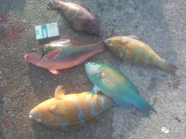 冲绳岛海钓,海钓福利