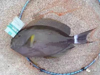 冲绳岛海钓,海钓福利