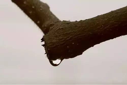 果树伤流病的原因和处理方法,果树往外流果汁什么病