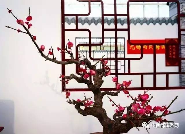 「乐在囧途」赏腊梅、逛庙会、看灯光展，这个春节带着家人去鄢陵吧！