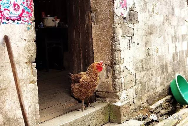 碎碎念2020,2017鸡年纪念日历