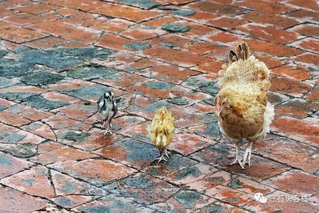 碎碎念2020,2017鸡年纪念日历