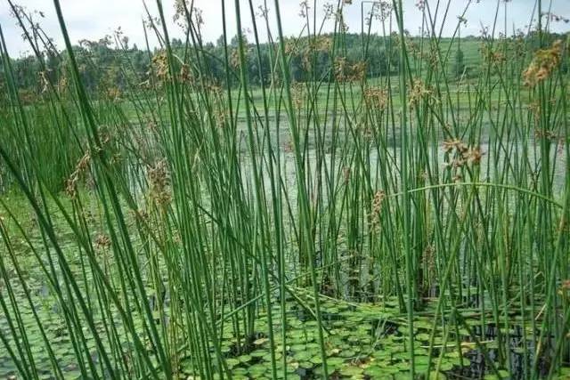 景观植物清单大全图解,河道景观种植植物