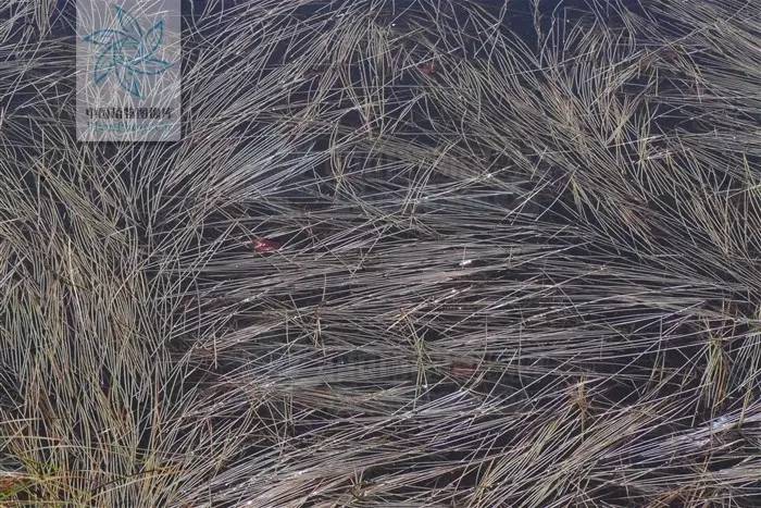 景观植物清单大全图解,河道景观种植植物