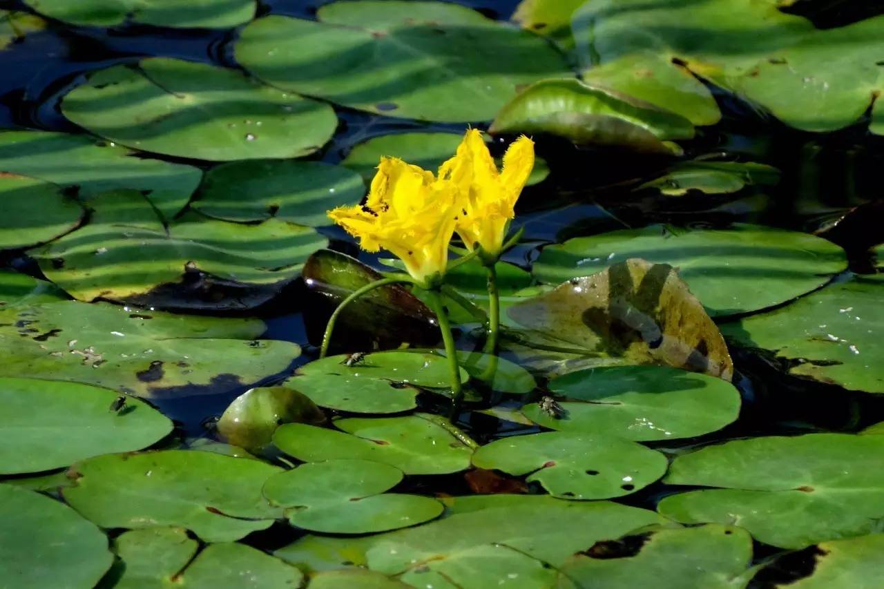 景观植物清单大全图解,河道景观种植植物