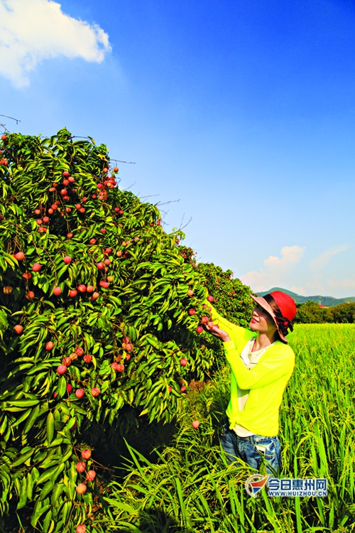 春节惠州旅游攻略大全最新,惠州过年不回家合适去哪旅游
