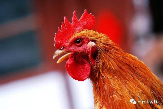 碎碎念2020,2017鸡年纪念日历