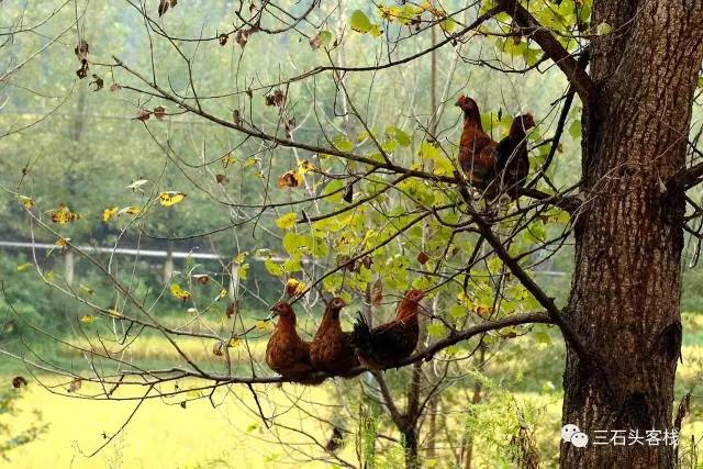碎碎念2020,2017鸡年纪念日历