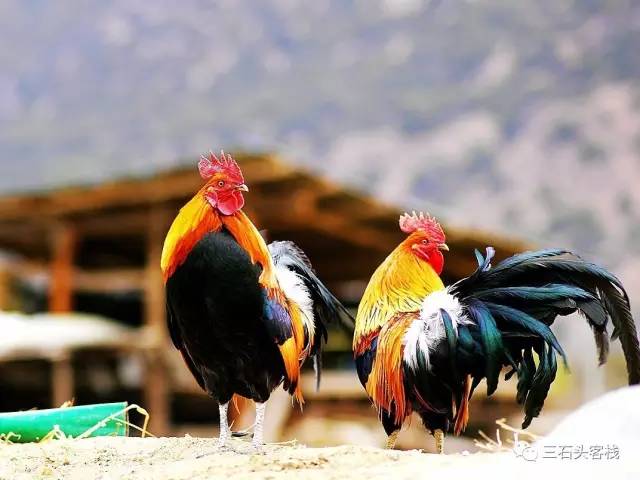 碎碎念2020,2017鸡年纪念日历