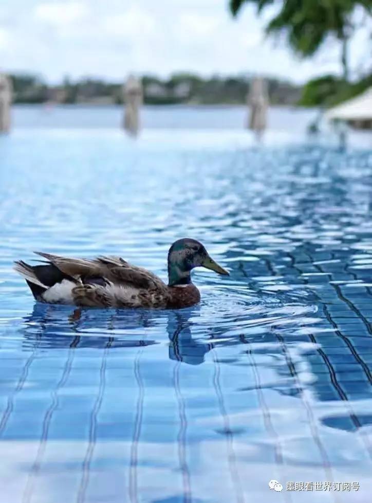 毛里求斯幸福的天堂完全版,天堂的故乡毛里求斯