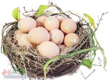 痴迷“云养殖”拿木鱼石喂鸡