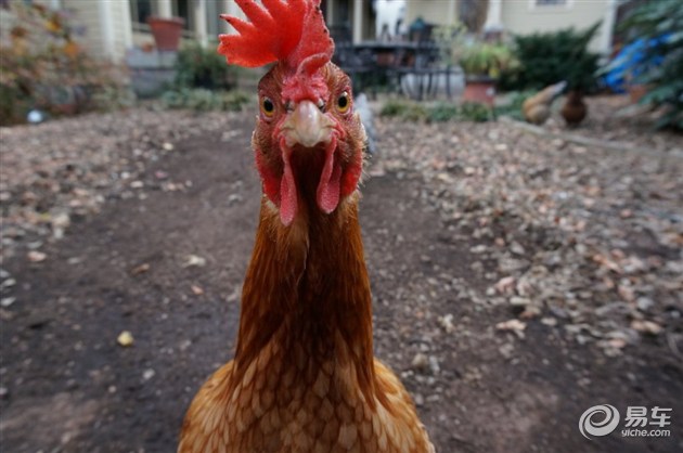 鸡在汽车界都扮演过什么样的角色？