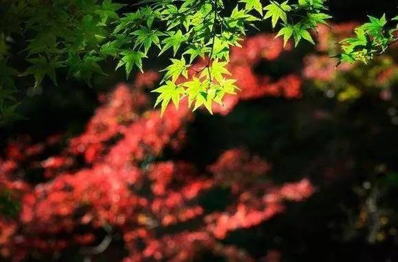 新年干货｜这样的摄影构图才应该学