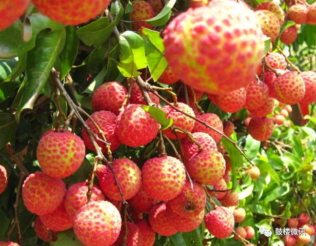 百香果都有哪些你不知道的功效,白果功效和功能及禁忌是什么