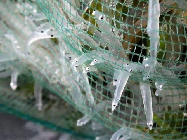 「镇生活」过年还在镇江好，镇江VS国外，100块钱能干啥？看完惊呆你！