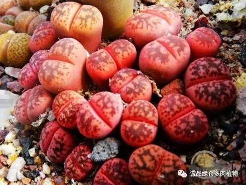 vista观天下春节旅游,vista看天下冰雪大世界