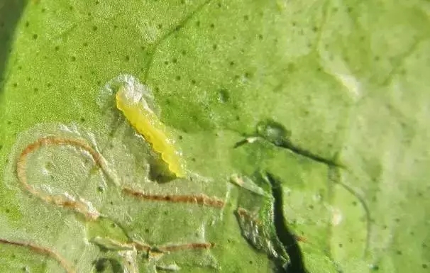 柑橘开春虫害用药,柑橘开春用什么药防虫害