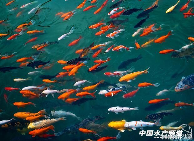 鱼成群在水面游怎么回事,鱼成群结队的在水里游不咬钩