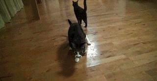 猫的跑步能力,猫的运动能力有多强