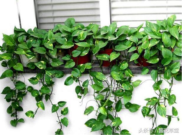 酱油加水浇绿萝怎么绿萝变黄叶了,绿萝叶子发黄怎么办用什么方法