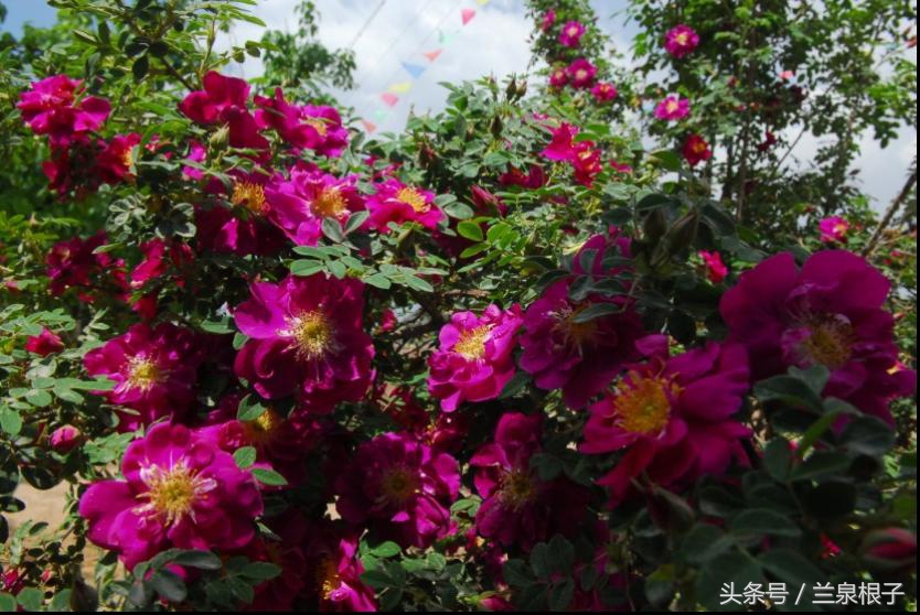 兰州苦水玫瑰,永登苦水玫瑰能够摘了吗