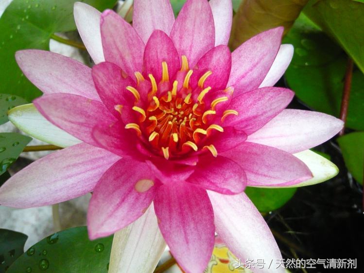 阳台书房小型荷花盆栽,合适在碗里茶杯里养的荷花