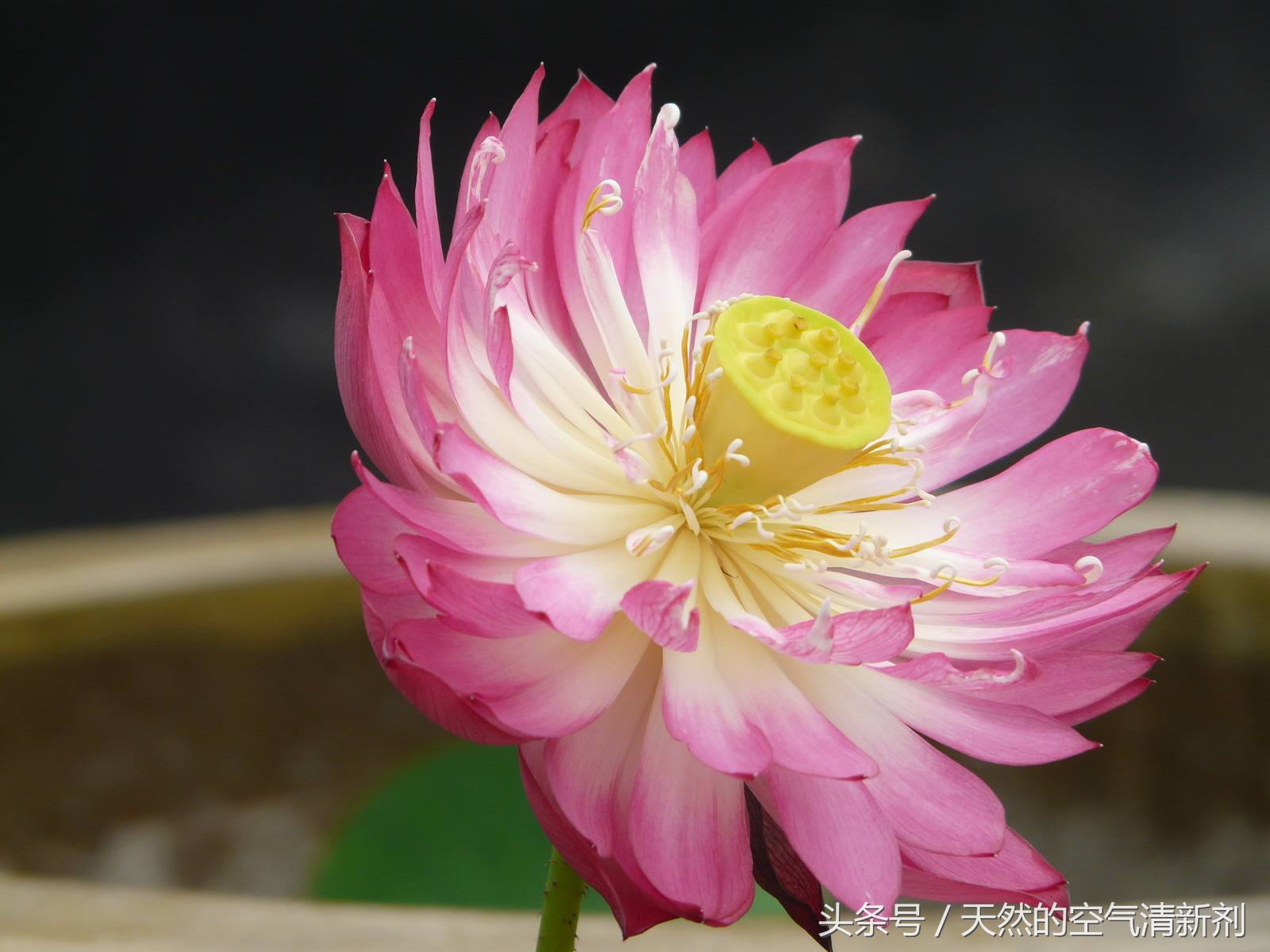 阳台书房小型荷花盆栽,合适在碗里茶杯里养的荷花