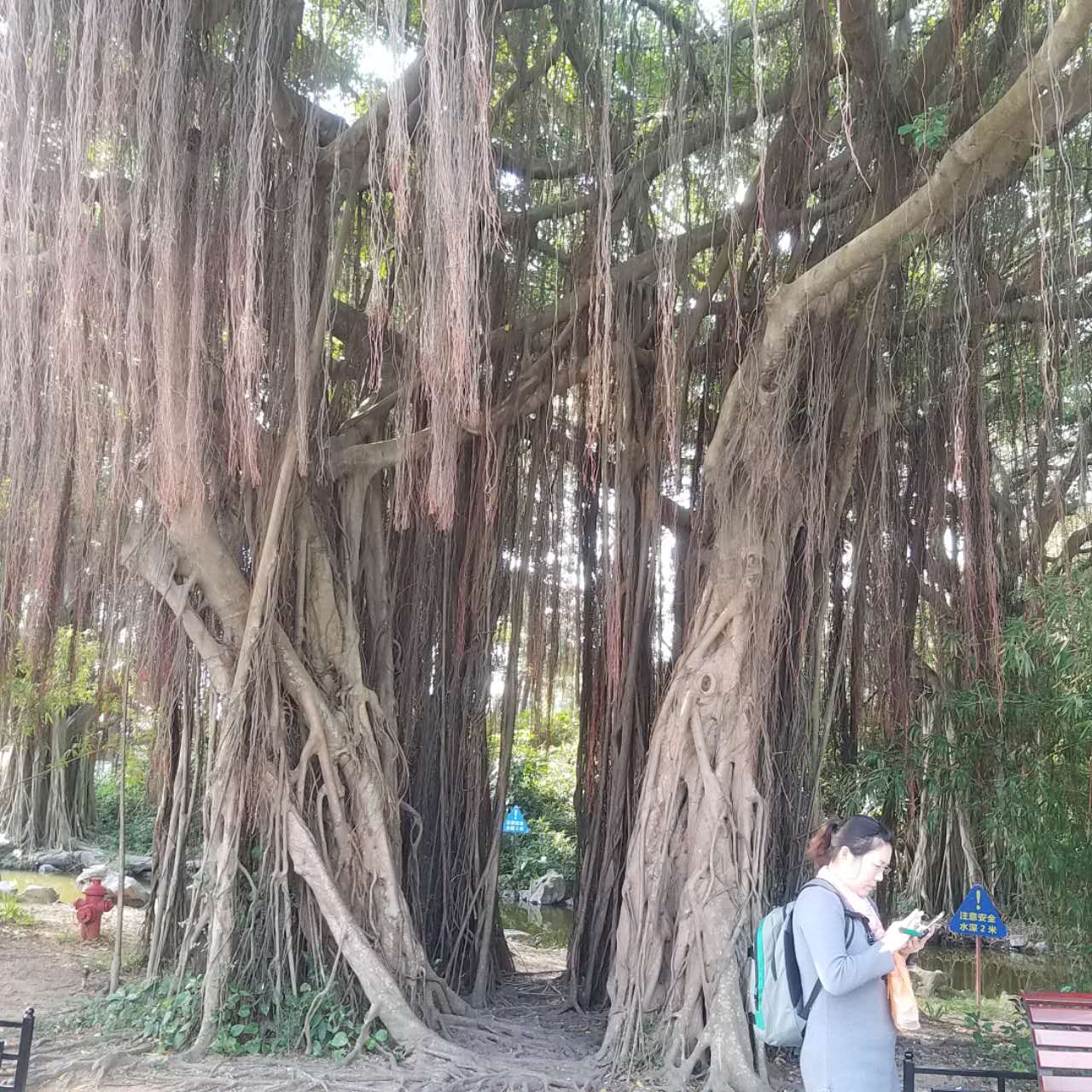 春节去珠海合适吗,珠海港澳游