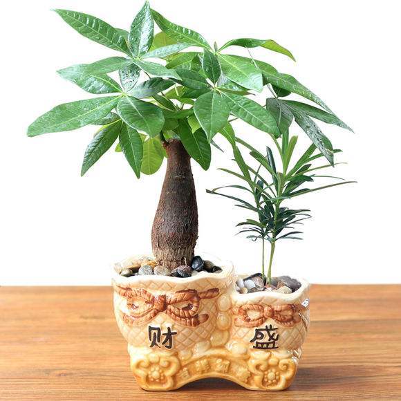 室内养什么花最好能净化空气,室内养什么花助于睡眠