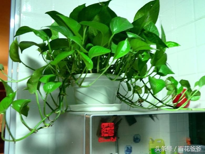 吸甲醛最好的植物哪种排名第一,新装修的房子养什么植物去甲醛