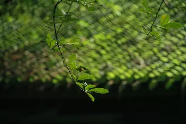 世界双遗峨眉山,双遗马拉松青城山免票吗