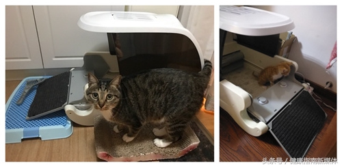 让猫自己在家10天,春节让猫独自在家