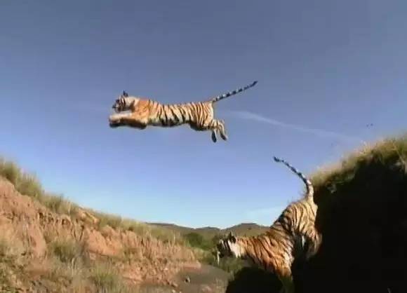 被老虎吃了怎么逃出来,怎样才能不被动物吃掉