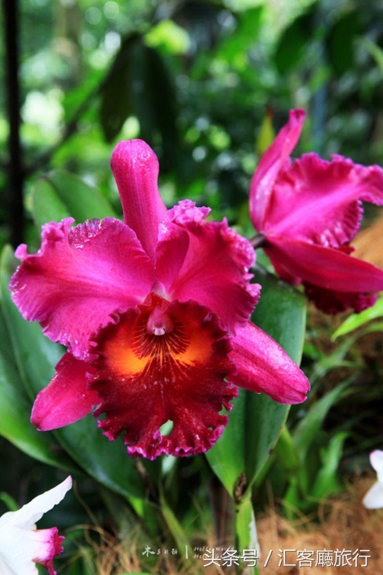 汇客厅2020,狮城新加坡旅游掠影