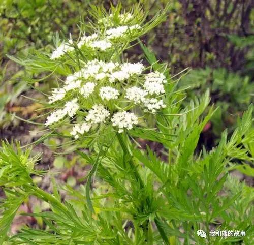 安国百花草价格,安国药草的功效和功能