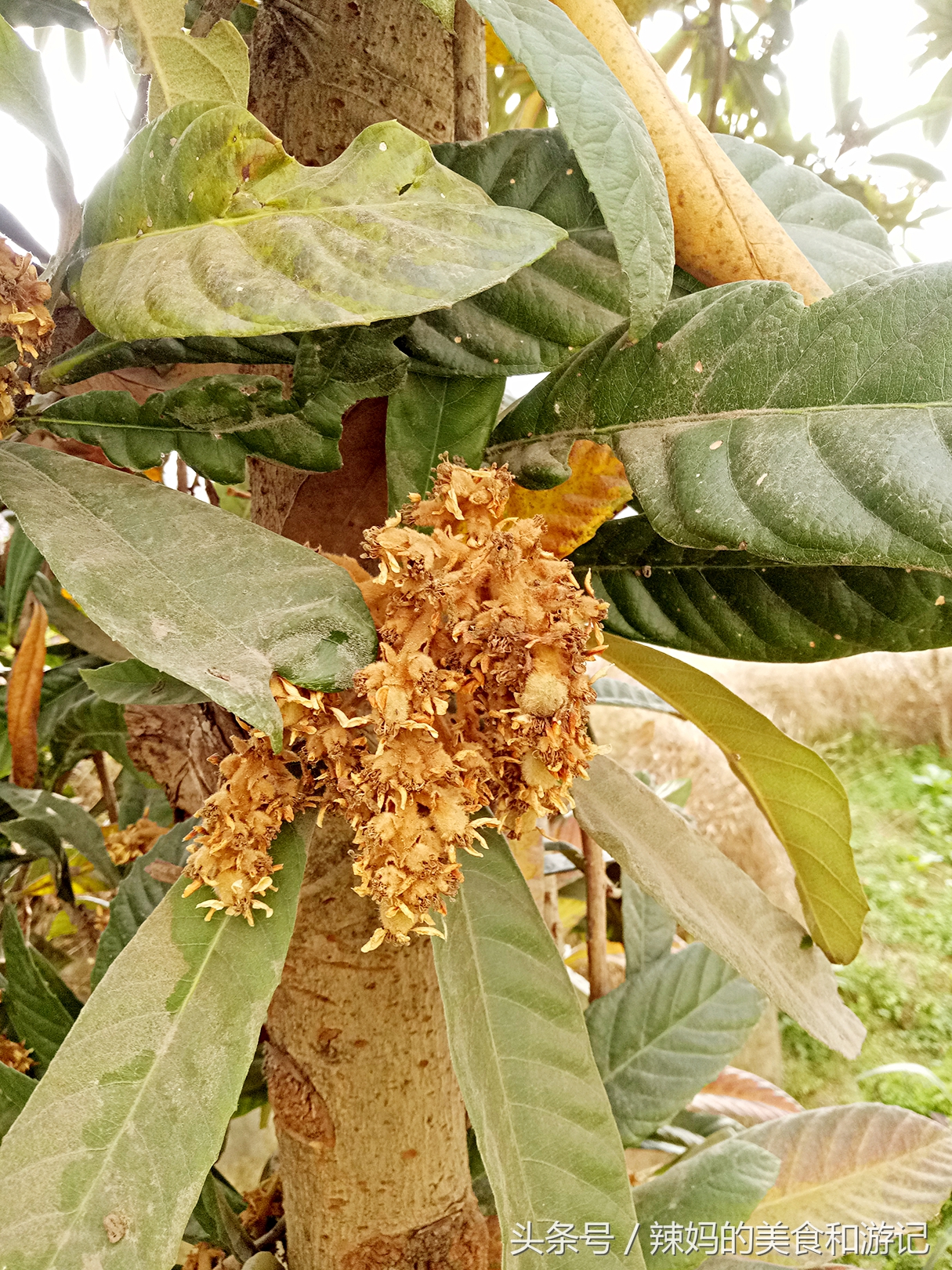 住一楼带花园的优缺点,住一楼带露台的房子真实感受
