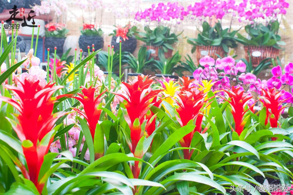 洛阳新区年货批发市场,洛阳老城年货市场