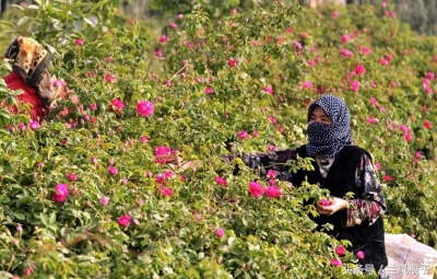兰州苦水玫瑰,永登苦水玫瑰能够摘了吗
