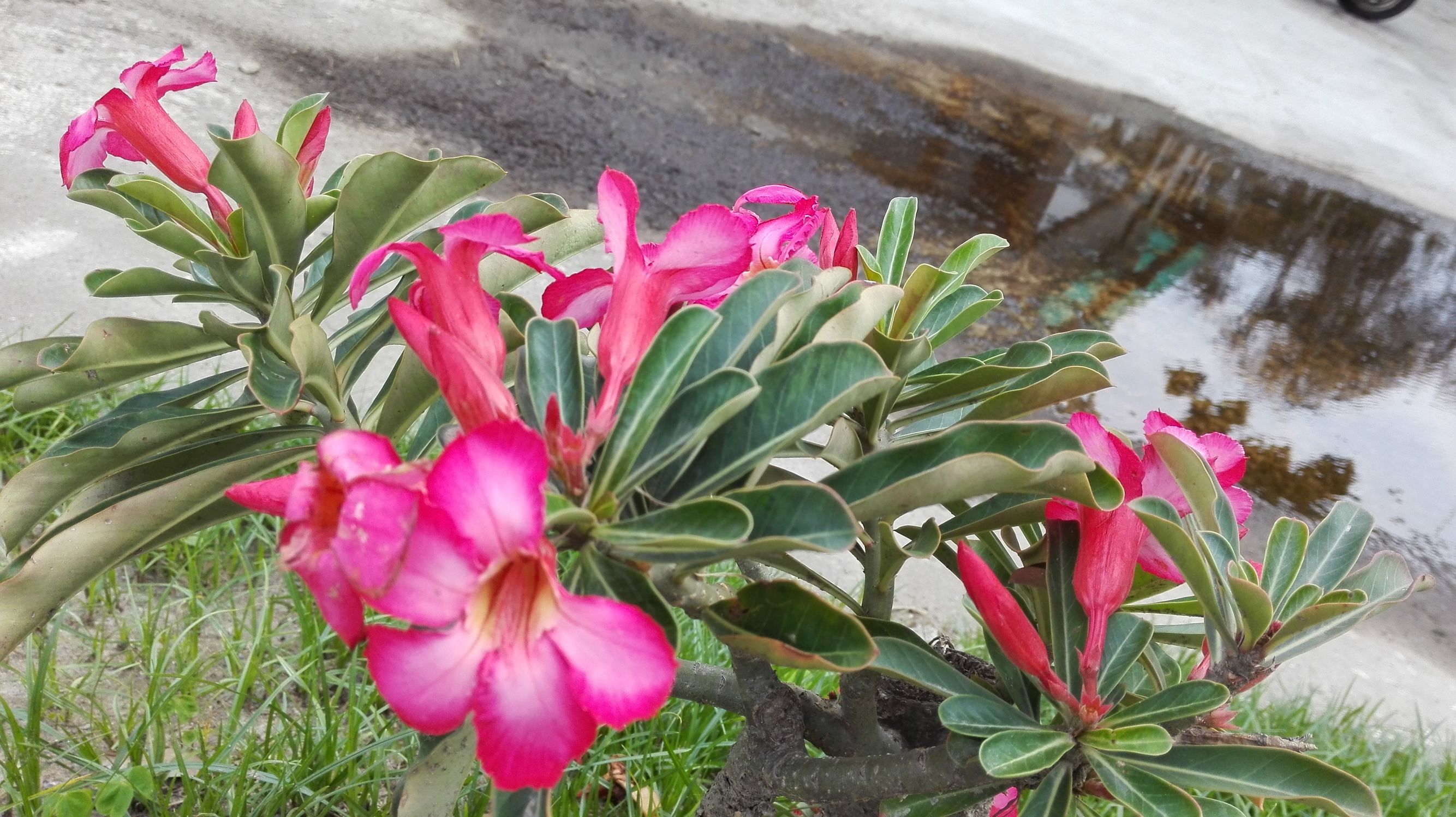 知本温泉介绍,台湾知本温泉酒店攻略