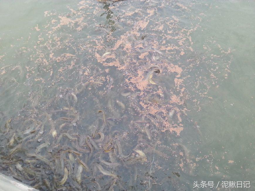 养殖创业潜规则,想创业养殖应该从何开始