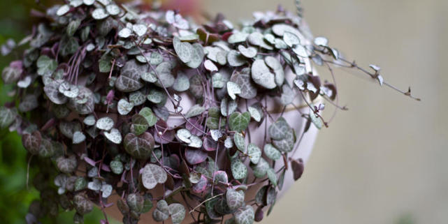 情人节送多肉咋说,多肉情人节礼物