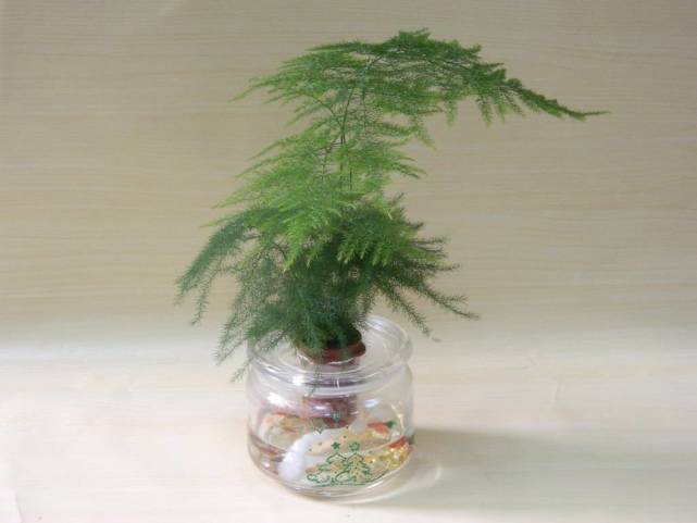 室内养什么花最好能净化空气,室内养什么花助于睡眠