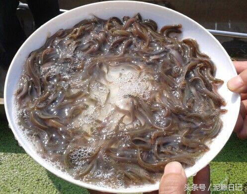 养殖什么成本小又能赚钱呢,养殖这方面哪些成本低些又好赚钱