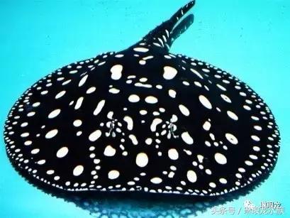 魟鱼的病,如何预防魟鱼疾病