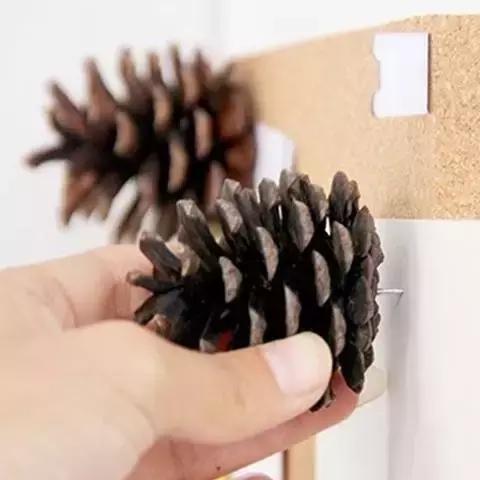 原来松果还能够这么美,原来红杉树也能够很美