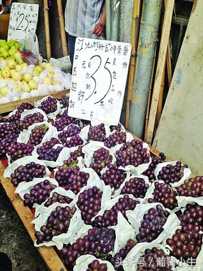 葡萄的种植条件是什么,葡萄种植辛苦吗