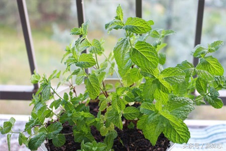 阳台种薄荷视频,阳台种薄荷最好用什么土