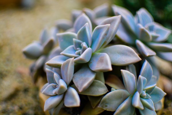 盆栽国色天香,国色天香立春